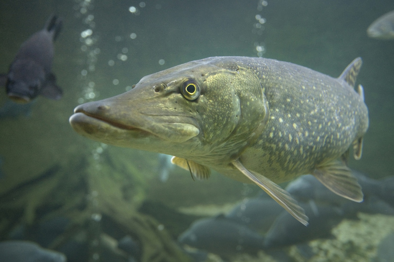 Esox lucius Linnaeus, 1758